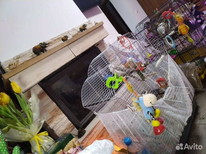 Корелла птенец говорящий и пары шикарных окрасов