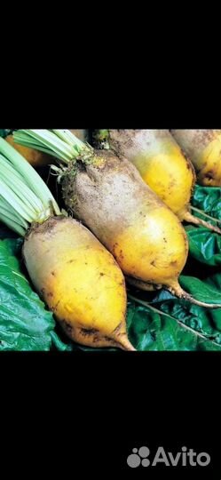 Свекла кормовая. Свекла кормовая жёлтая