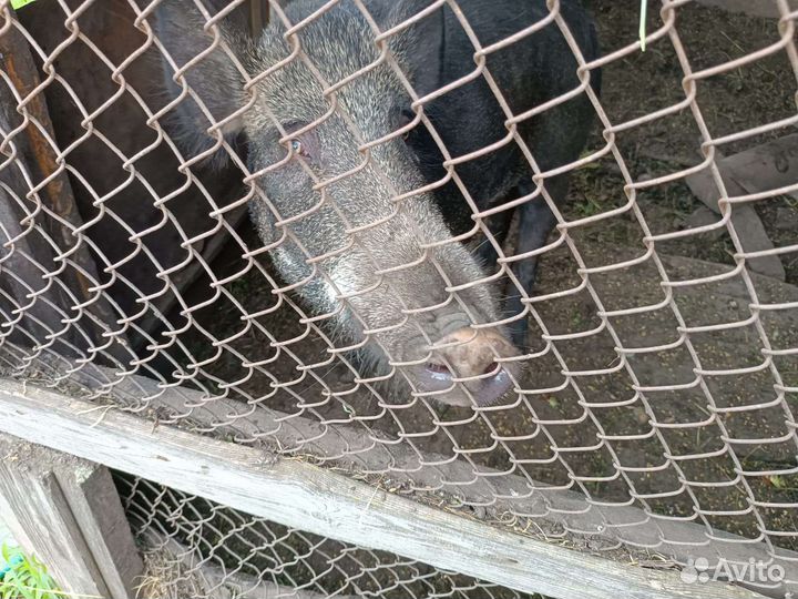 Свинья на мясо,Свиноматка и кабанчик