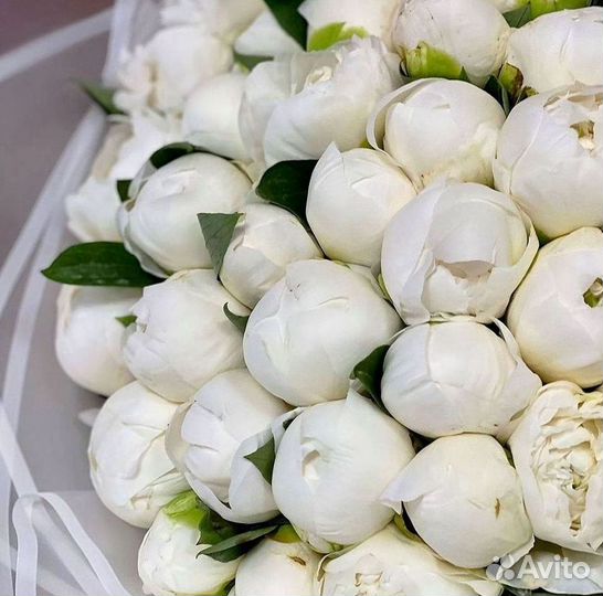 Пионы Букет пионов