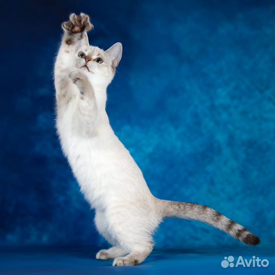 Тайский котенок в дар