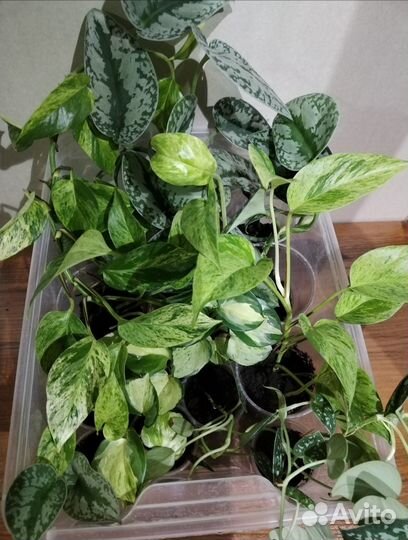 Сциндапсусы, эпипремнумы