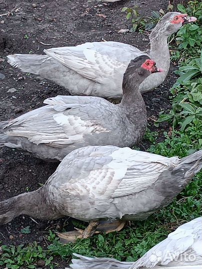 Мускусные утки