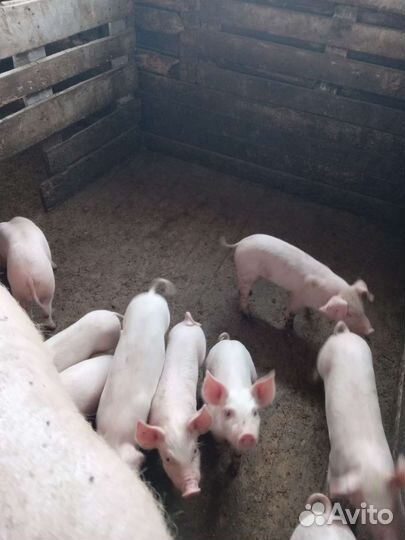 Поросенок 1.5 месяца ландрас