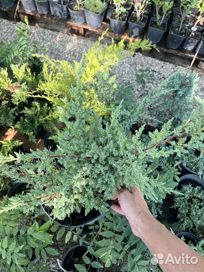 Можжевельник чешуйчатый Холгер