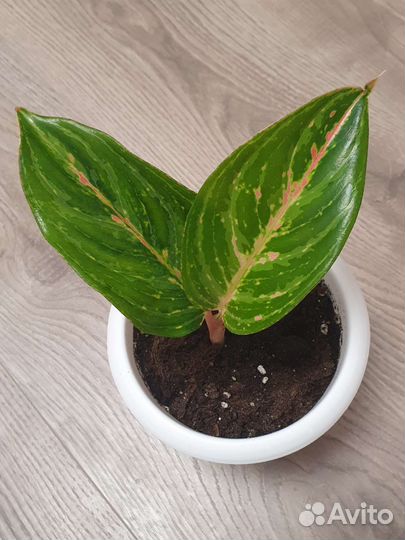 Аглаонема батерфляй