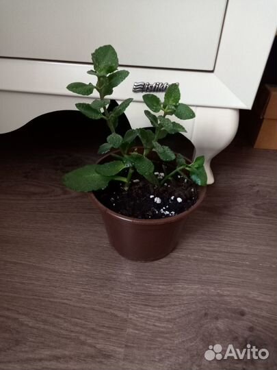 Каланхоэ желтый