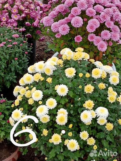 Хризантемы мультифлора