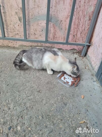 Кошечка в добрые руки