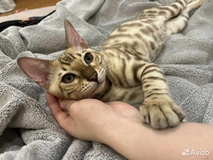 Бенгальский котенок мальчик