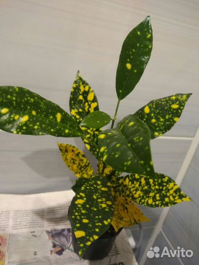 Цветы в горшках