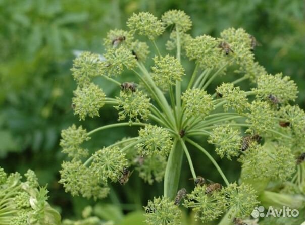 Мёд 24 года из Алтая оптом