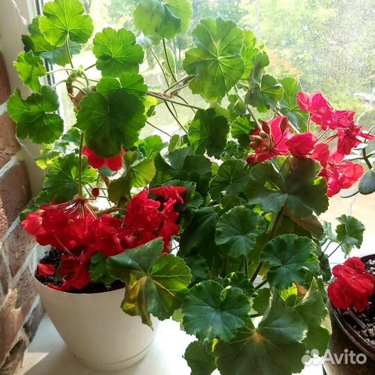 Пеларгония герань