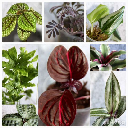 Растения 13 сортов, можно для флорариума