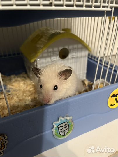 Сирийский хомяки