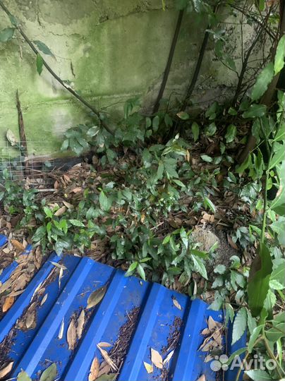 Лавровый лист