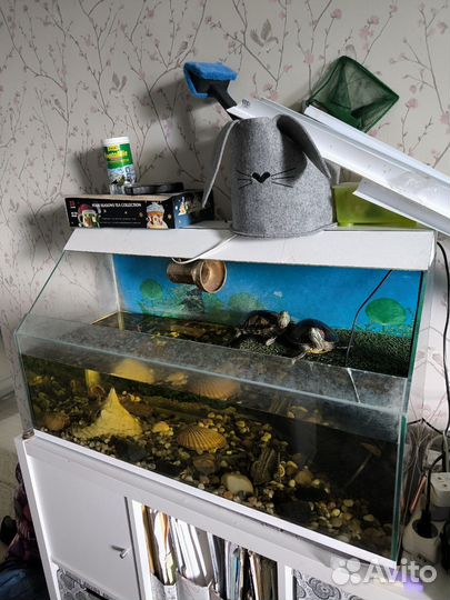 Аквариум, красноухие черепахи