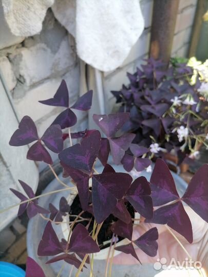 Оксалис, кислица