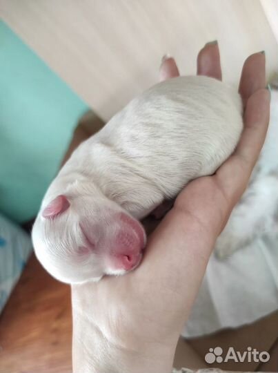 Щенки мальтийской болонки - мальтезе