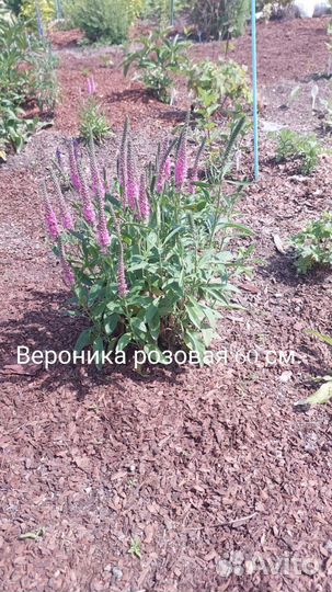 Мульча кора Второй Иркутск