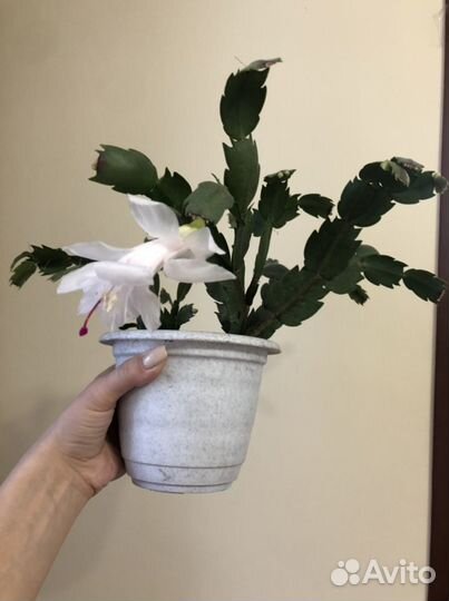 Белая шлюмбергера (укор. черенки)