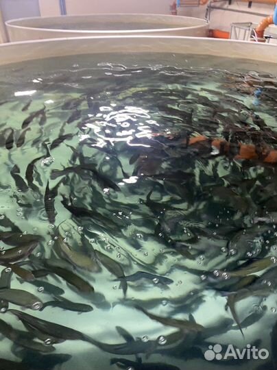 Форель радужна, рыба живая, малек форели