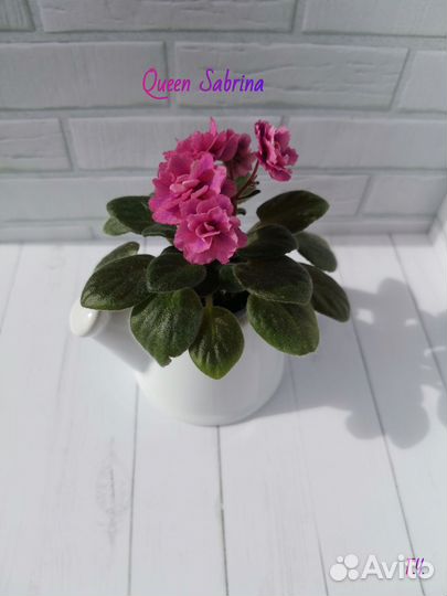 Детки сортовых фиалок