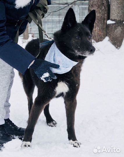 Ласковая Бренда чахнет в приюте