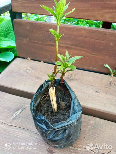 Посконник,многолетние цветы