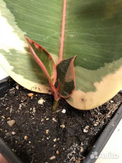 Фикус каучуконосный Белиз