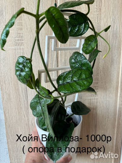 Домашние цветы