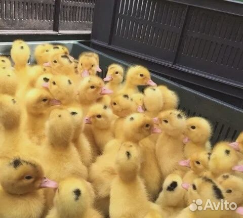 Утята муларды