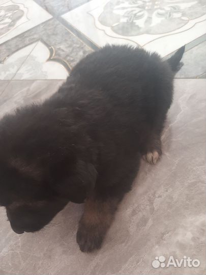 Щенки немецкой овчарки