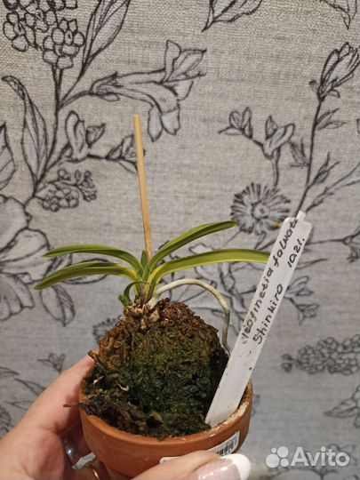 Орхидеи неофинетии