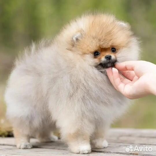 Померанский шпиц мальчик