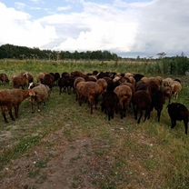 Овцыматка Эдельбавская.и ярки, молодняк