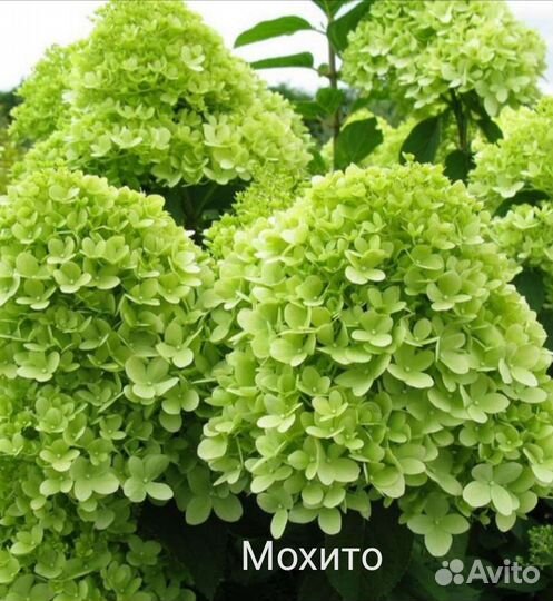 Гортензия метельчатая