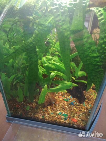 Аквариумные растения