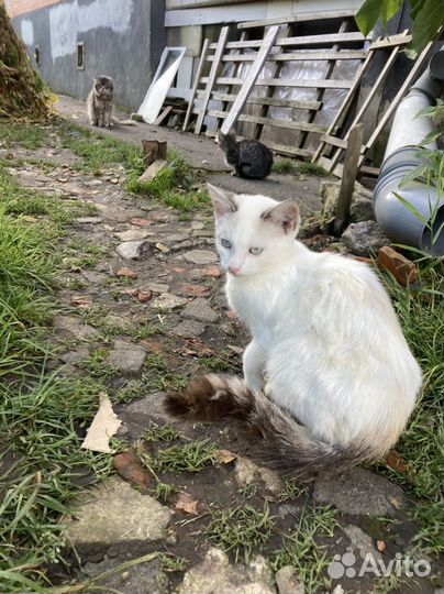 Котики ищут дом