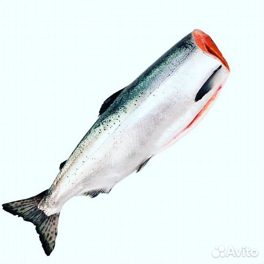 Семга свежемороженная