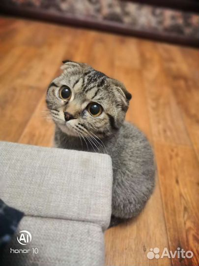 Шотландская вислоухая кошка