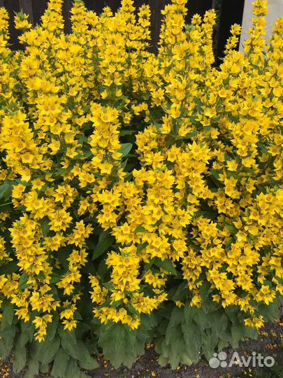 Многолетники. Многолетние растения для сада