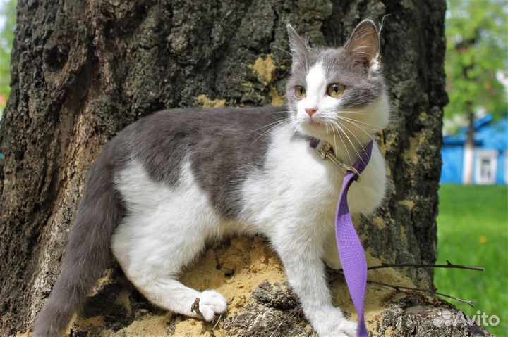 Том ищет дом