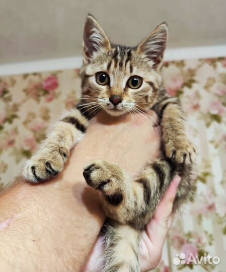 Котенок в добрые руки