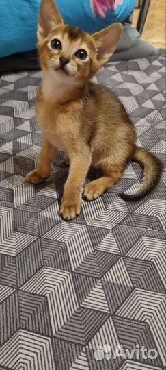 Абиссинская