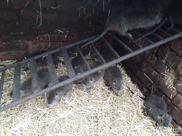 Нутрии малыши