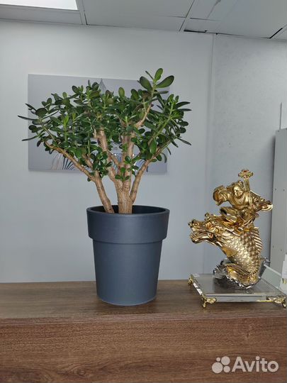 Крассула. Толстянка