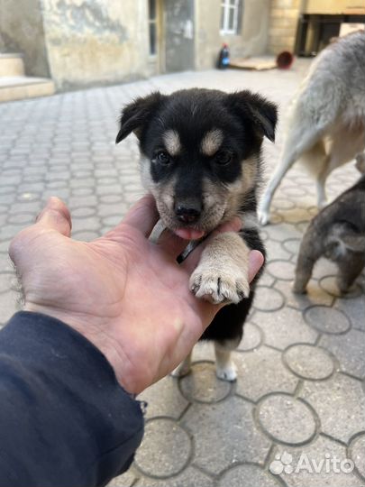 Щенки Хаски