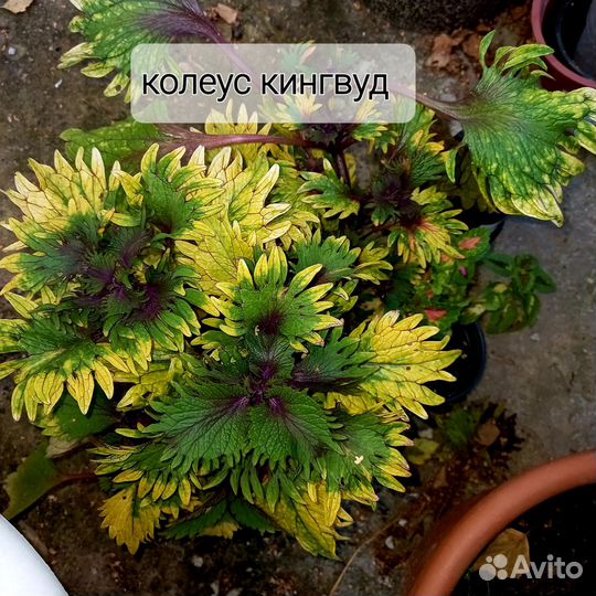 Колеусы вегетативные