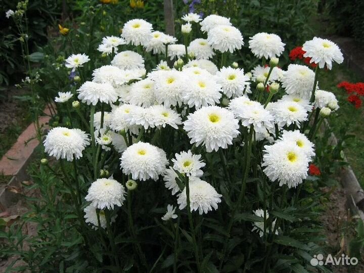 Ромашка садовая белая и синяя, крупные